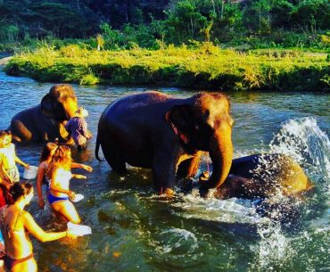 Thailand’s Extraordinary Elephants