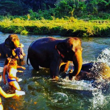 Thailand’s Extraordinary Elephants